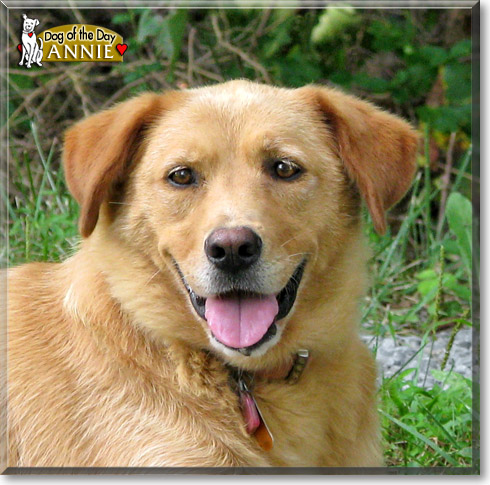 Annie, the Dog of the Day