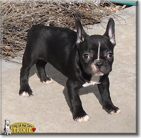 Trixie, the Dog of the Day