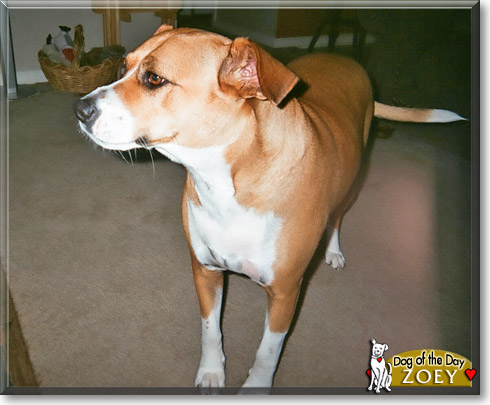 Zoey, the Dog of the Day