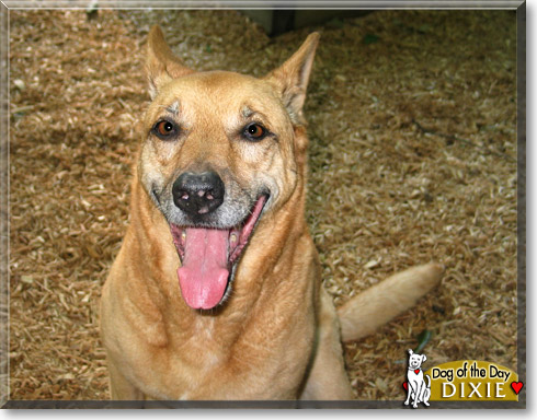 Dixie, the Dog of the Day