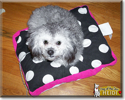Heidi, the Dog of the Day