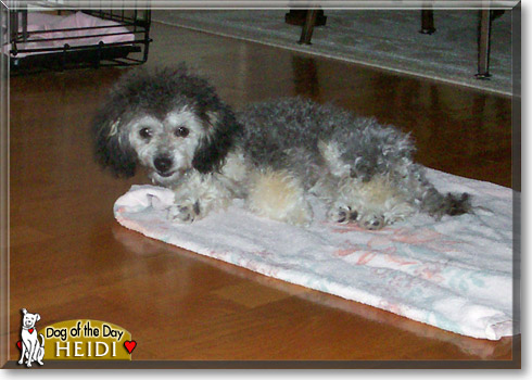 Heidi, the Dog of the Day