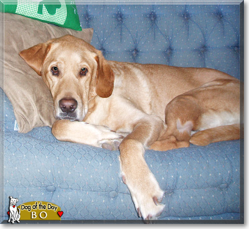 Bo, the Dog of the Day