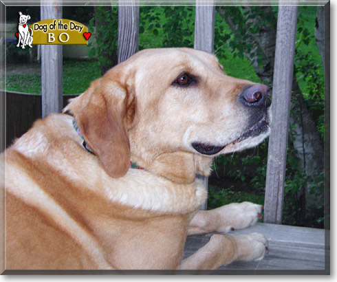 Bo, the Dog of the Day