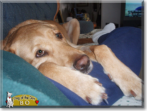 Bo, the Dog of the Day