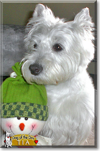 Tia, the Dog of the Day