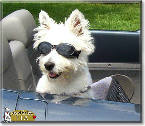 Tia, the Dog of the Day