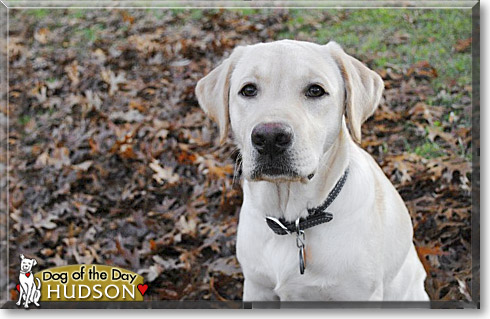 Hudson, the Dog of the Day