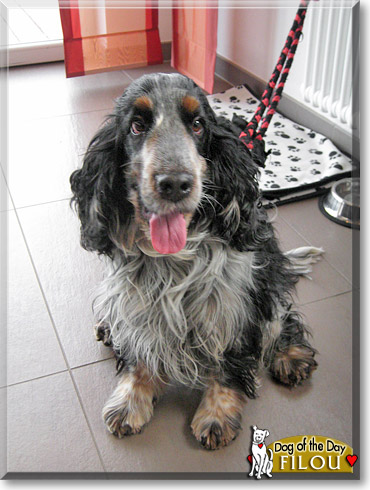 Filou, the Dog of the Day