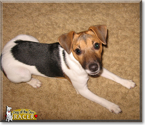 Racer, the Dog of the Day