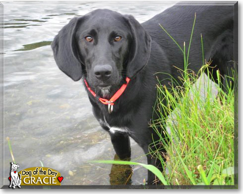 Gracie, the Dog of the Day