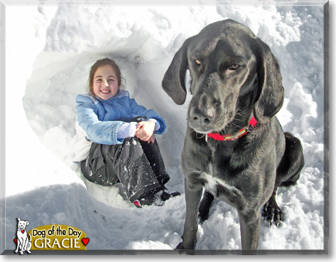 Gracie, the Dog of the Day