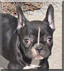 Trixie