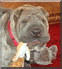 Harvey