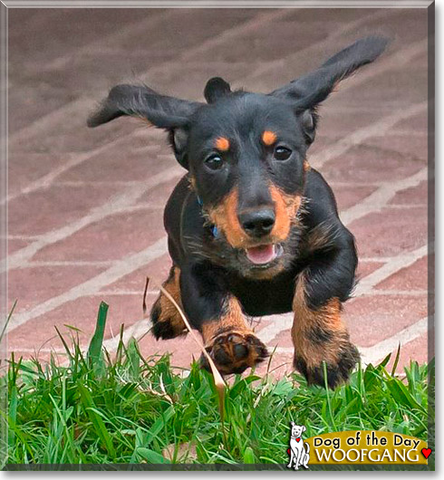 Woofgang Pupp, the Dog of the Day