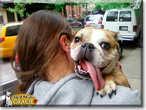 Gracie, the Dog of the Day Gracie, the Dog of the Day