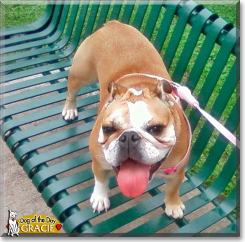 Gracie, the Dog of the Day Gracie, the Dog of the Day