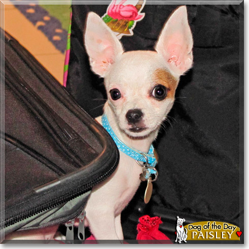 Paisley, the Dog of the Day Paisley, the Dog of the Day
