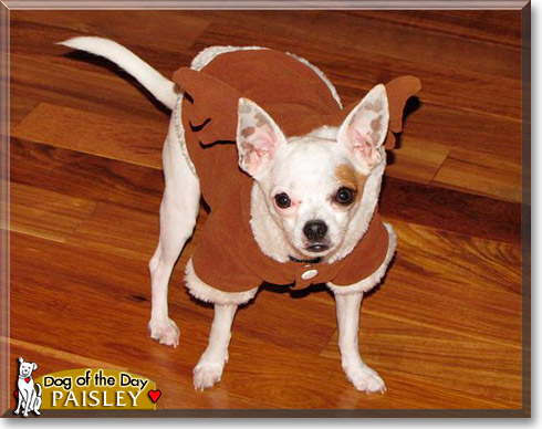 Paisley, the Dog of the Day Paisley, the Dog of the Day