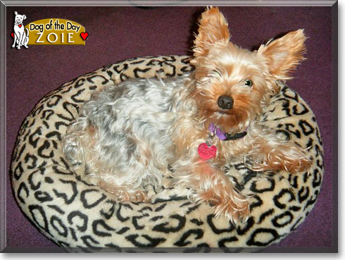 Zoie, the Dog of the Day