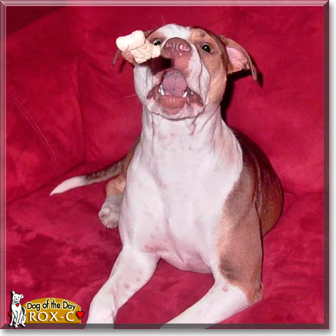 Rox-c, the Dog of the Day Rox-c, the Dog of the Day