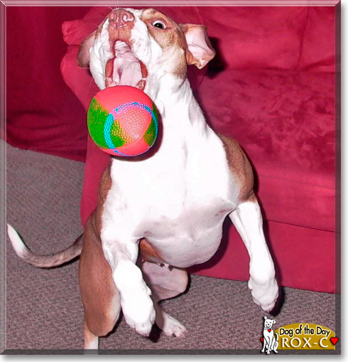 Rox-c, the Dog of the Day Rox-c, the Dog of the Day