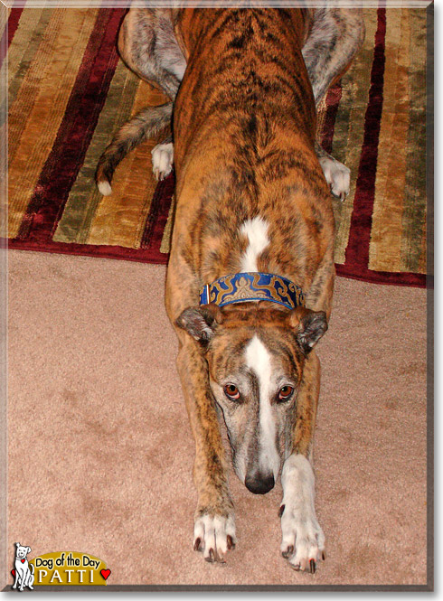 Patti, the Dog of the Day