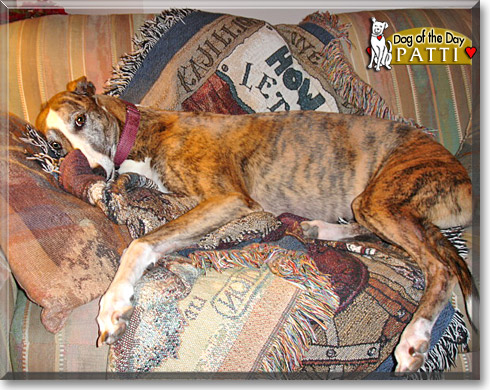 Patti, the Dog of the Day