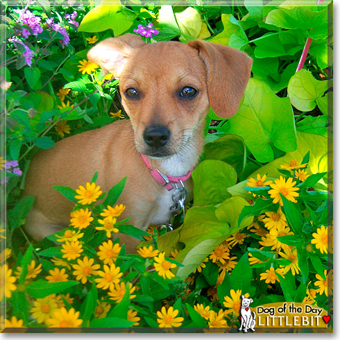 Littlebit, the Dog of the Day Littlebit, the Dog of the Day