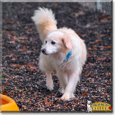 Keller, the Dog of the Day
