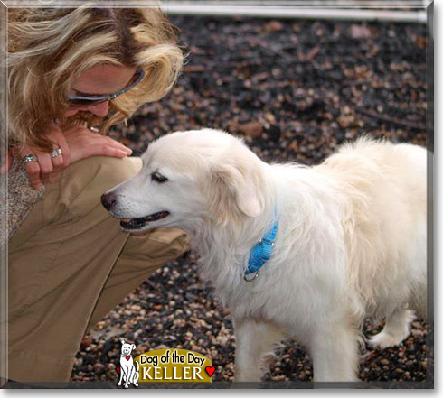 Keller, the Dog of the Day