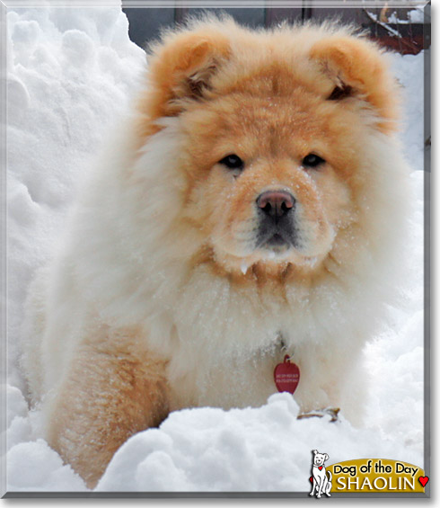 Shaolin, the Dog of the Day
