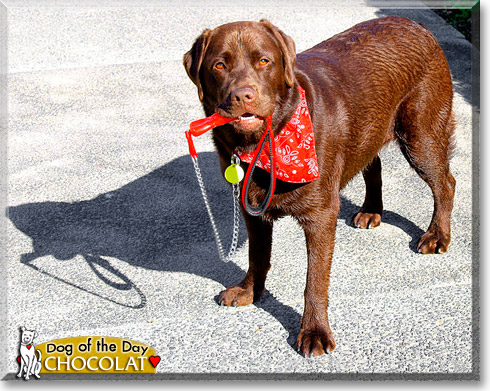 Chocolat, the Dog of the Day