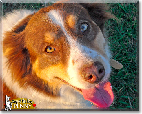 Penny, the Dog of the Day