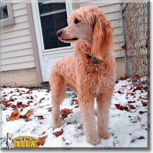 Ella, the Dog of the Day Ella, the Dog of the Day