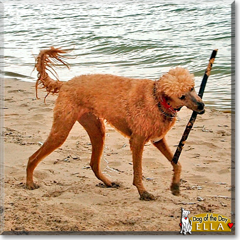 Ella, the Dog of the Day Ella, the Dog of the Day