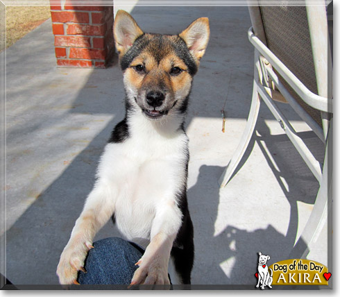 Akira Kita, the Dog of the Day