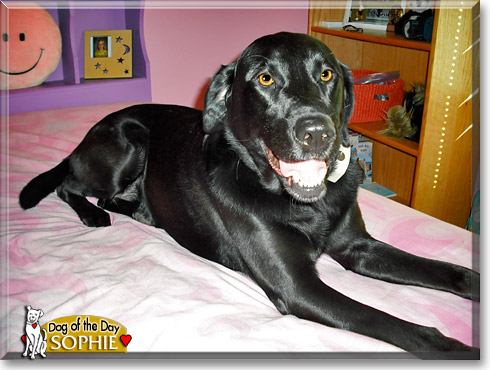 Sophie, the Dog of the Day