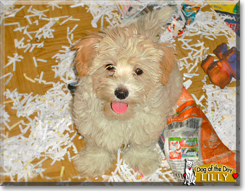 Lilly, the Dog of the Day