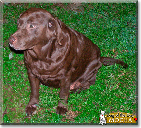 Mocha, the Dog of the Day Mocha, the Dog of the Day