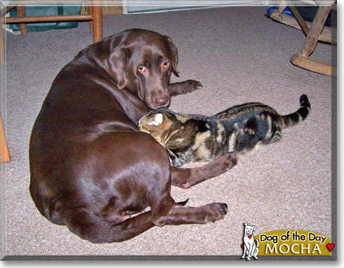 Mocha, the Dog of the Day Mocha, the Dog of the Day