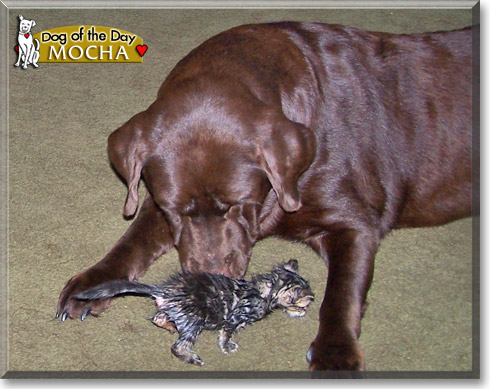 Mocha, the Dog of the Day Mocha, the Dog of the Day