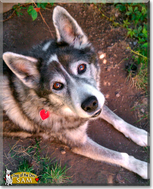 Sam, the Dog of the Day