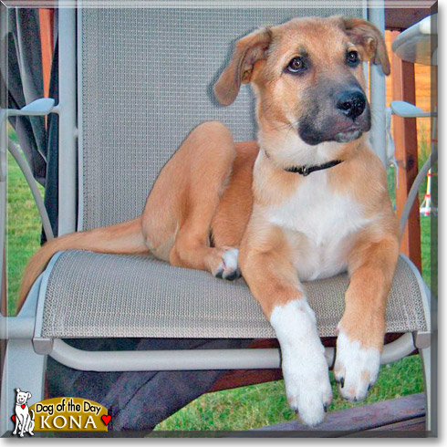 Kona, the Dog of the Day