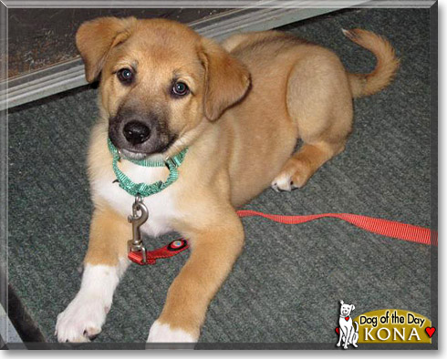 Kona, the Dog of the Day