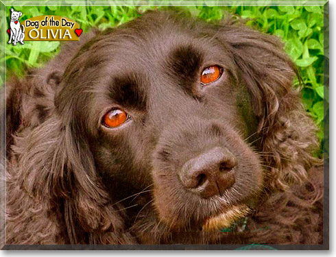 Olivia, the Dog of the Day