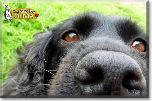Olivia, the Dog of the Day