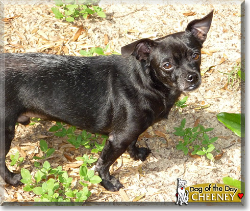 Cheeney, the Dog of the Day