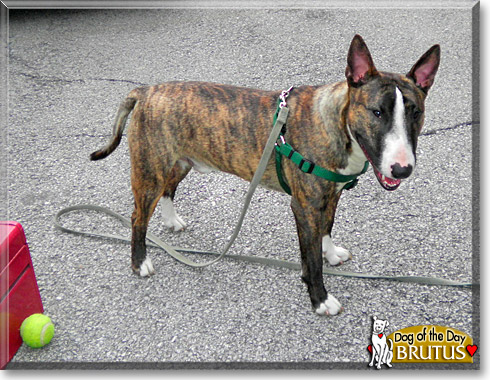 Brutus, the Dog of the Day