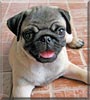 Puggles